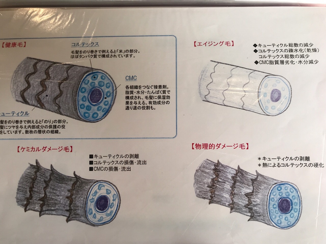 髪の毛ダーメジの原因は…？